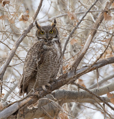 great horned owl