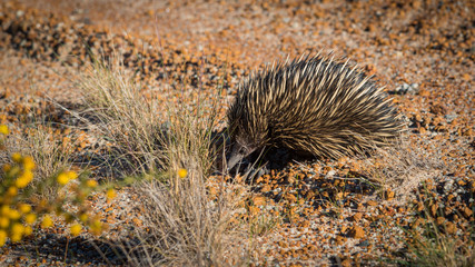 Echidnas, sometimes known as spiny anteaters, belong to the family Tachyglossidae in the monotreme order of egg-laying mammals.
