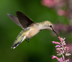 hummingbird in flight