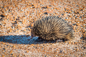 Echidnas, sometimes known as spiny anteaters, belong to the family Tachyglossidae in the monotreme order of egg-laying mammals.