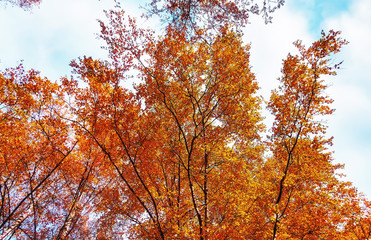 Yellow birch trees in sunny autumn