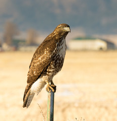 red tailed hawk