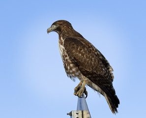 red tailed hawk