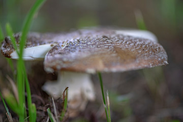 Poisonous mushroom in the forest with a photographed close-up.