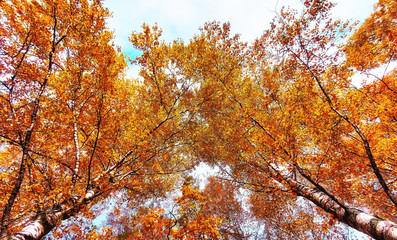 Yellow birch trees in sunny autumn
