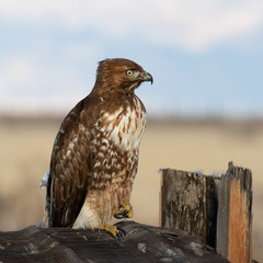 red tailed hawk