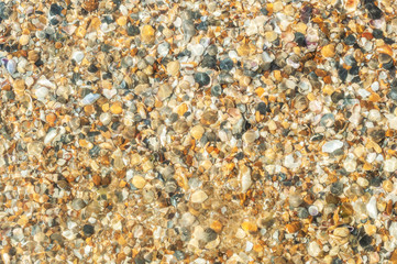 Small seashells under sea water. Natural background.