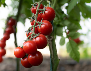 Beautiful red ripe cherry tomatoes