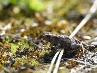 common toad (Bufo bufo)
