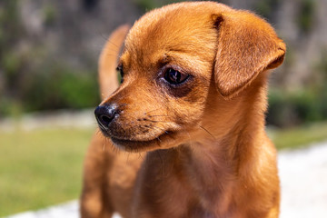 Young dog with a beautiful pose