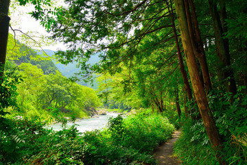 Obraz premium Wąwóz Mitake