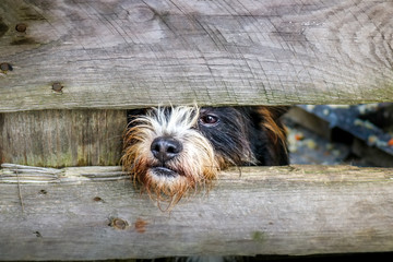 distant look of a trapped dog