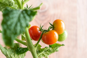 Cherry tomato fruits of different colors ripens on a bush branch. Blurred wooden background. Selective focus. Growing food at home theme.