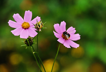 Obraz premium Bee on the flower of cosmos