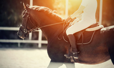 Equestrian sport. Dressage of horses in the arena.