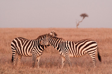 Zebra herd at dusk in the Maasai Mara, Kenya