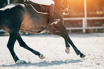 Equestrian sport. Galloping horse.