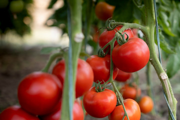 Red tomato