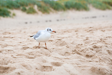 White sea gull on a sandy beach