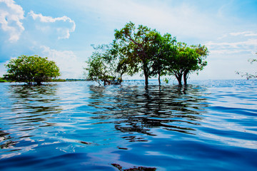 Tree in the middle of amazon river