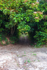 footpath in the amazon forest