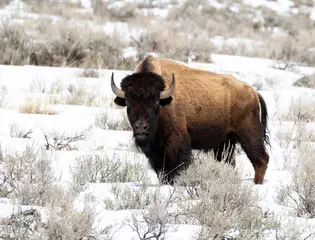 Deurstickers bizons in het nationaal park Yellowstone © Northern Desert 