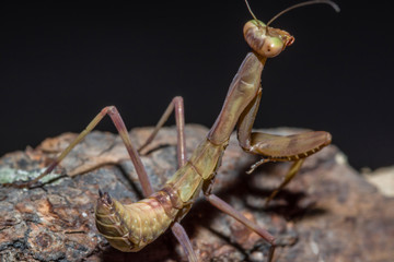 Small brown praying mantis close-up on a branch, on a dark background. Macro photography