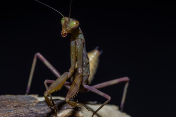 Small brown praying mantis close-up on a branch, on a dark background. Macro photography