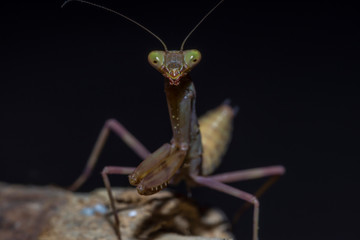Small brown praying mantis close-up on a branch, on a dark background. Macro photography