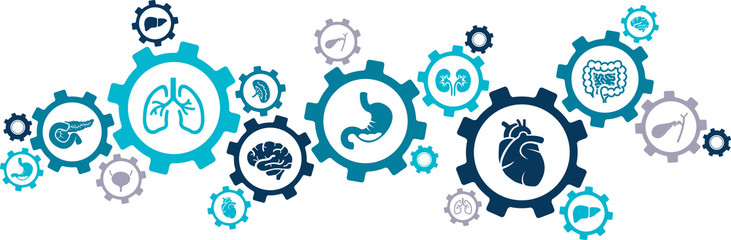 Internal organs vector illustration. Concept with connected icons related to anatomy, human body, medicine, organ biology, health care.