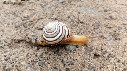 snail on the sand