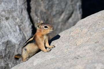 Naklejka na ściany i meble Squirrel perched upon rock.