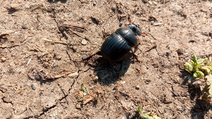 beetle on the ground