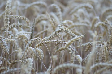 Fototapeta premium grass in the snow