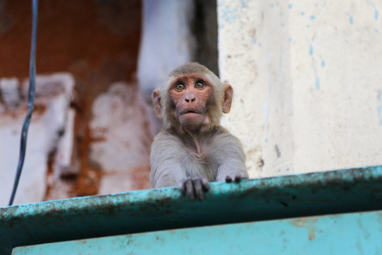 Monkey
