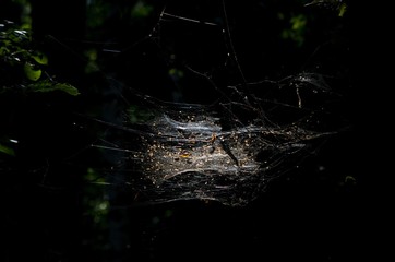spider web with dew drops