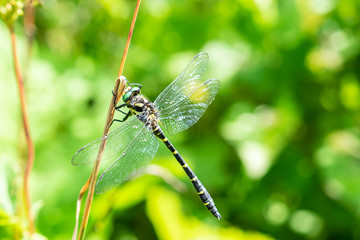 Dragonfly on green bokeh background with copy space for your design macro view. Bright summer wallpaper.
