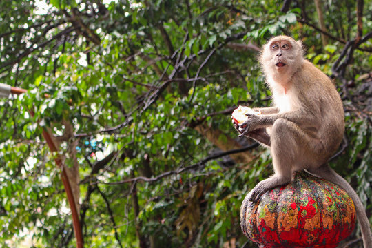 Monkey