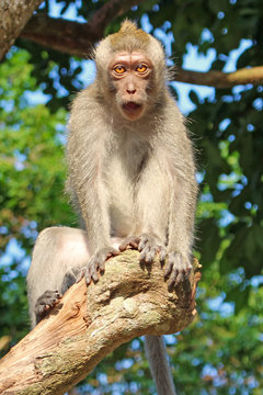 Monkey