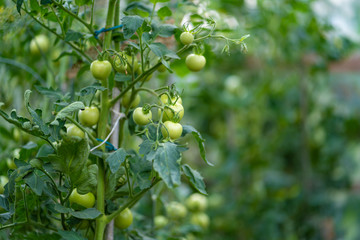 Frische grüne Tomaten am Strauch 