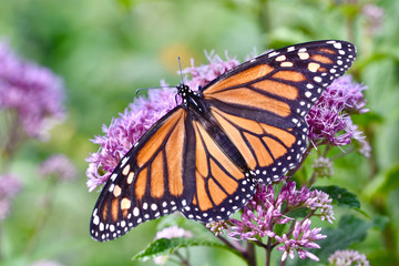 Fototapeta na wymiar A monarch butterfly (Danaus plexippus) feeds on the pink blossoms of Joe-Pye Weed (Eupatorium purpureum). Closeup. Copy space.