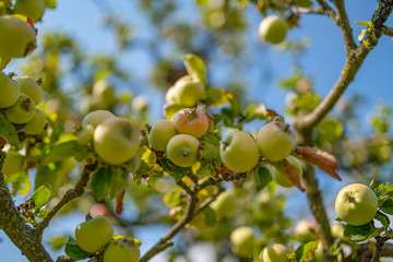 Apfelbaum Nahaufnahme