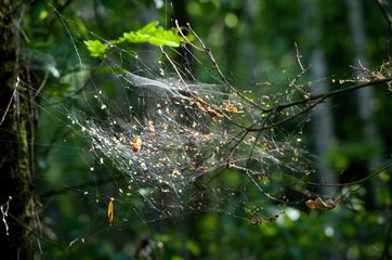 spider web in the morning