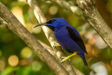 A purple honeycreeper (Cyanerpes caeruleus).  It is a small bird in the tanager family, found in the tropical New World from Colombia and Venezuela south to Brazil, and on Trinidad.