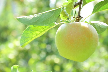Apfelwiese mit Apfelbäumen und reifen Äpfeln - Herbstzeit und Erntezeit in Südtirol