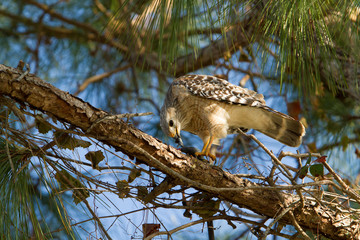 A female Red Shouldered Hawk perched in a tree eating a snake, Andrew Miller Wildlife Refuge, Florida.