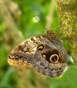 An Owl butterfly perched on a branch.  They have eye spots that mimic those of pigmy owls to scare off predators like great tits.