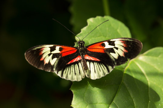A piano butterfly resting on a green leaf.