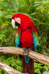 A green-winged macaw, also known as the red-and-green macaw, is a large, mostly-red macaw of the Ara genus.