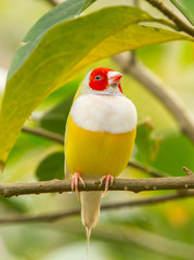 A Yellow lady perched on a green branch in an aviary in Florida.